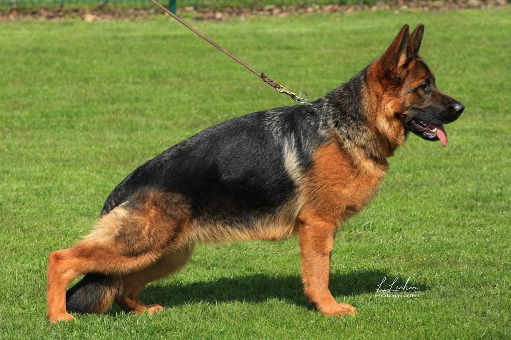 german shepherd dog walk